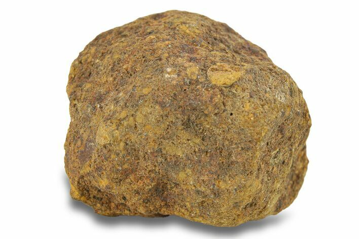 Gold Basin Chondrite Meteorite ( g) - Arizona #282828